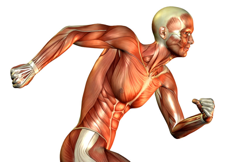 Τι συμβαίνει στους μύες σου κατά την διάρκεια της άσκησης