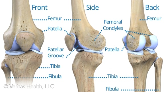 bones-adult-knee